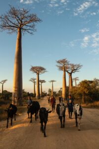 madagascar_stock (1)