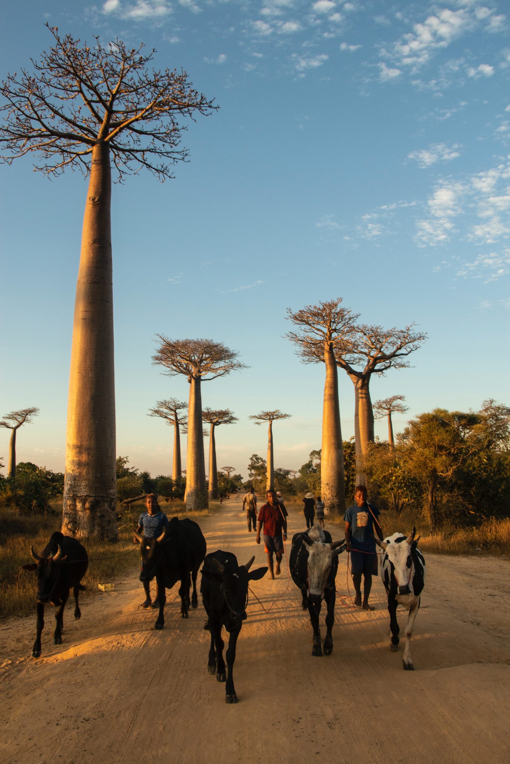 madagascar_stock (1)