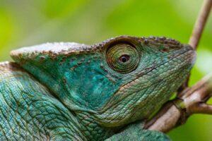 madagascar_stock (11)