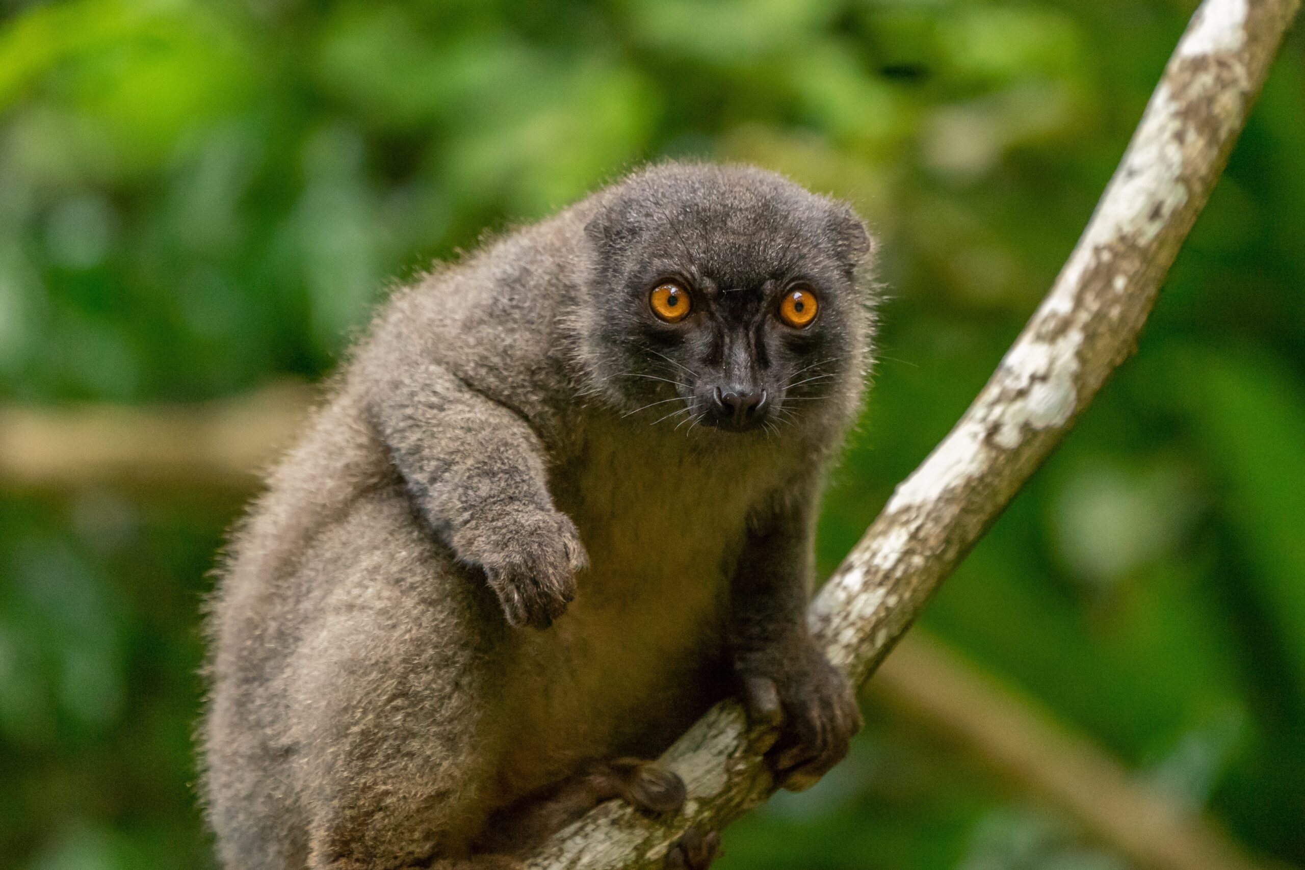 madagascar_stock (2)
