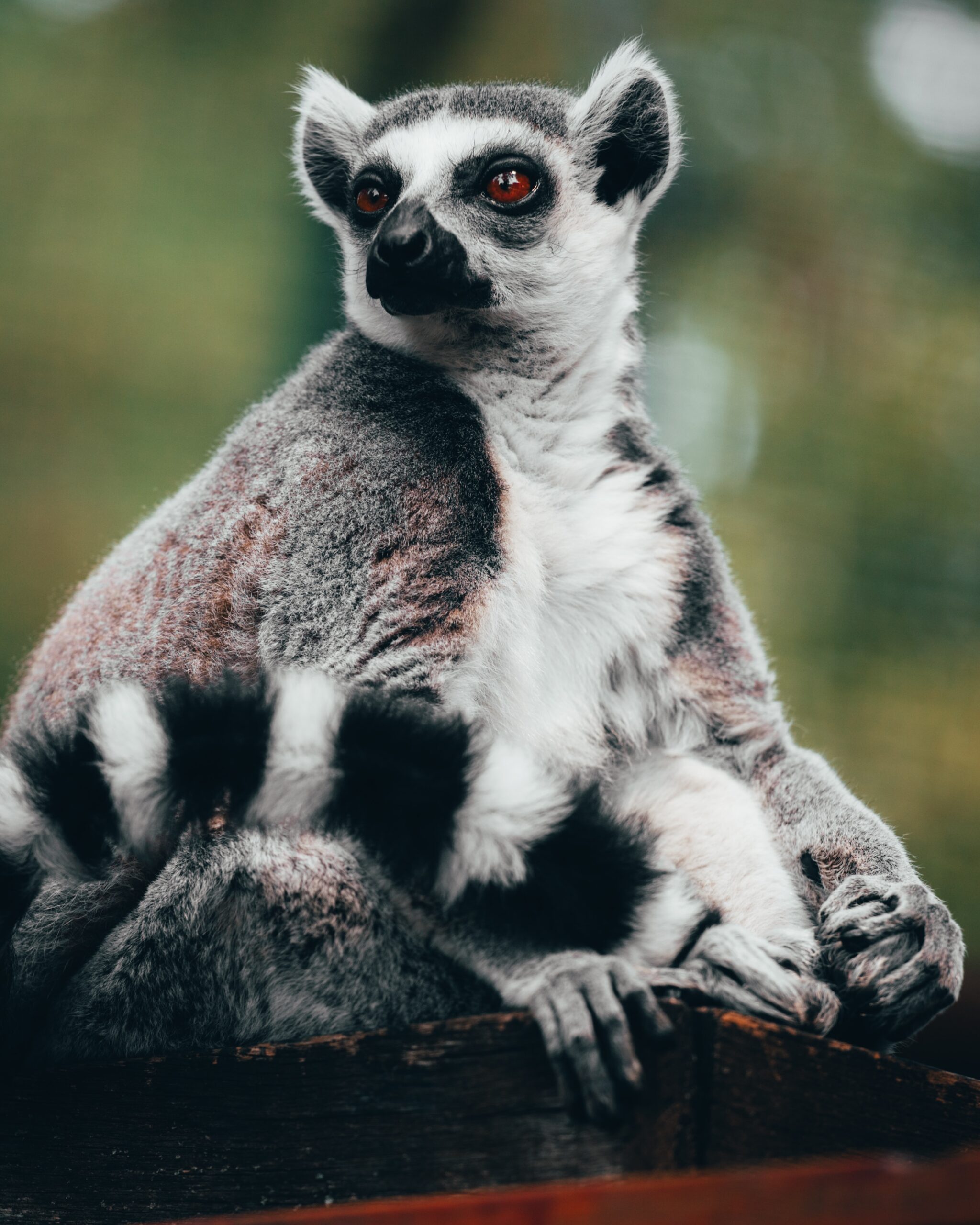 madagascar_stock (3)