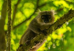 madagascar_stock (5)