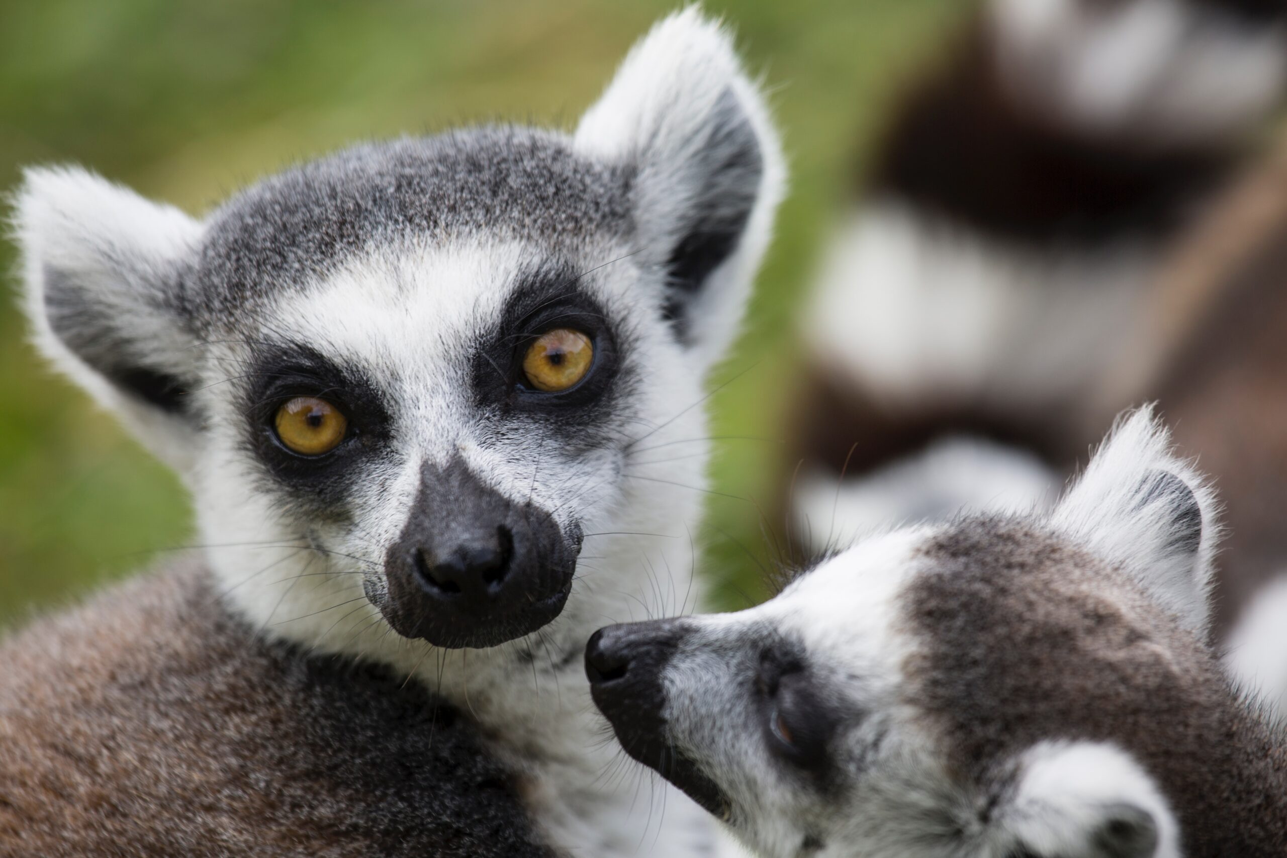 madagascar_stock (7)