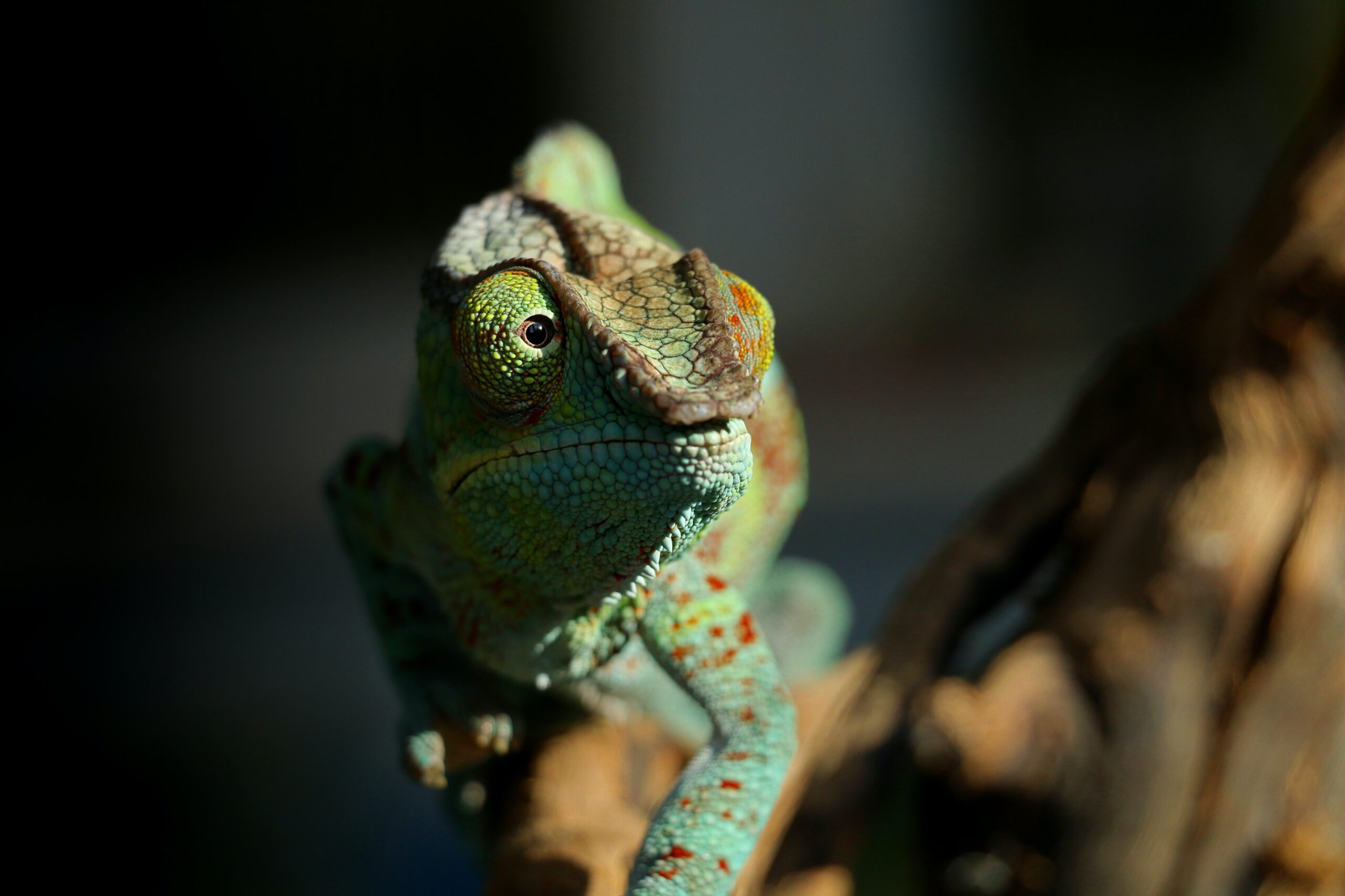 madagascar_stock (8)