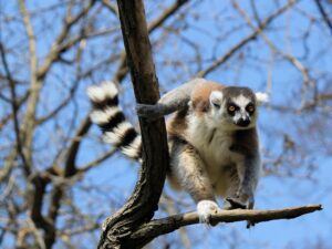 madagascar_stock (9)