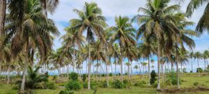 MADA2023_kokuszultetveny1