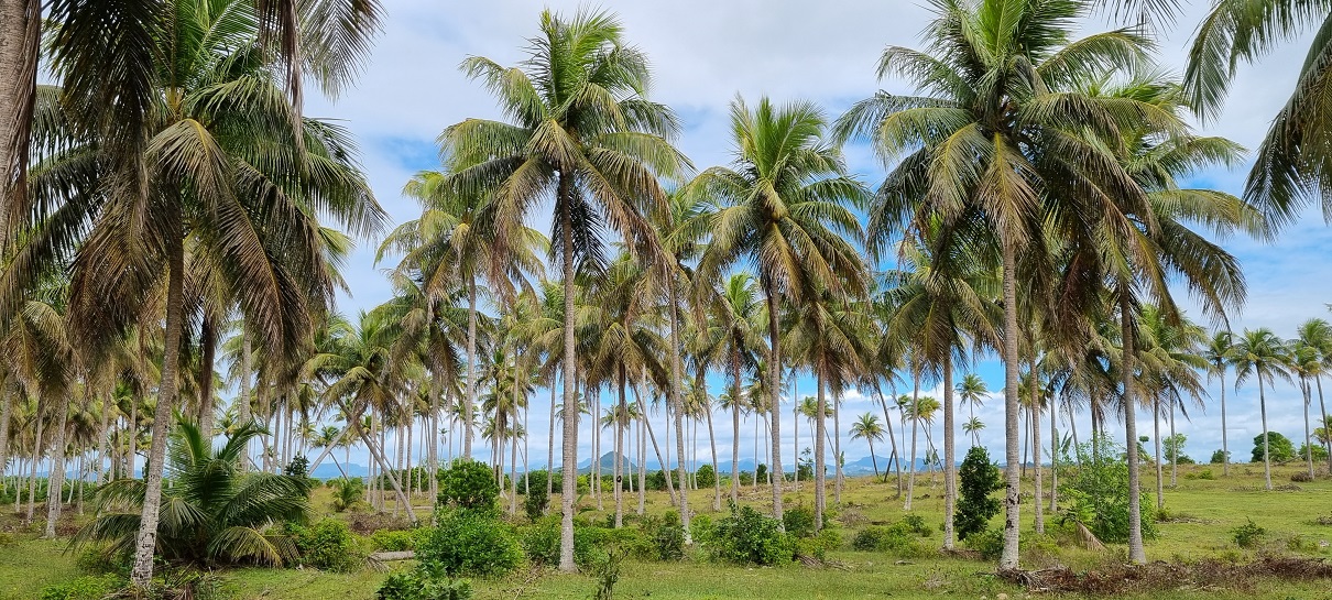 MADA2023_kokuszultetveny1