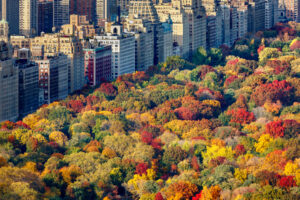 Fall,Colors,Of,Central,Park,Foliage,In,Late,Afternoon.,Aerial