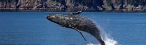 whales1